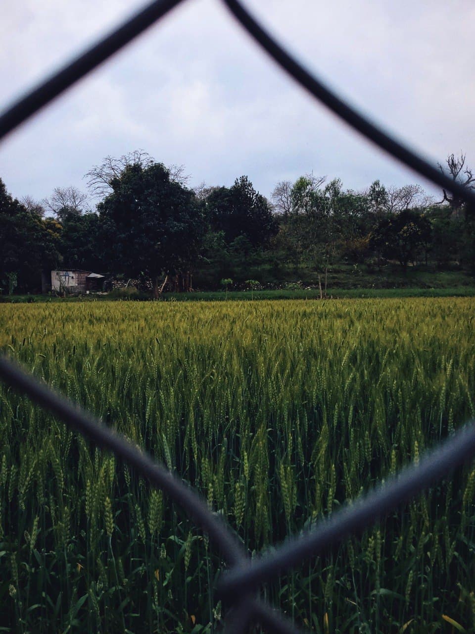 Kanak
